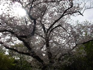 馬場花木園桜開花情報【2023年3月27日】