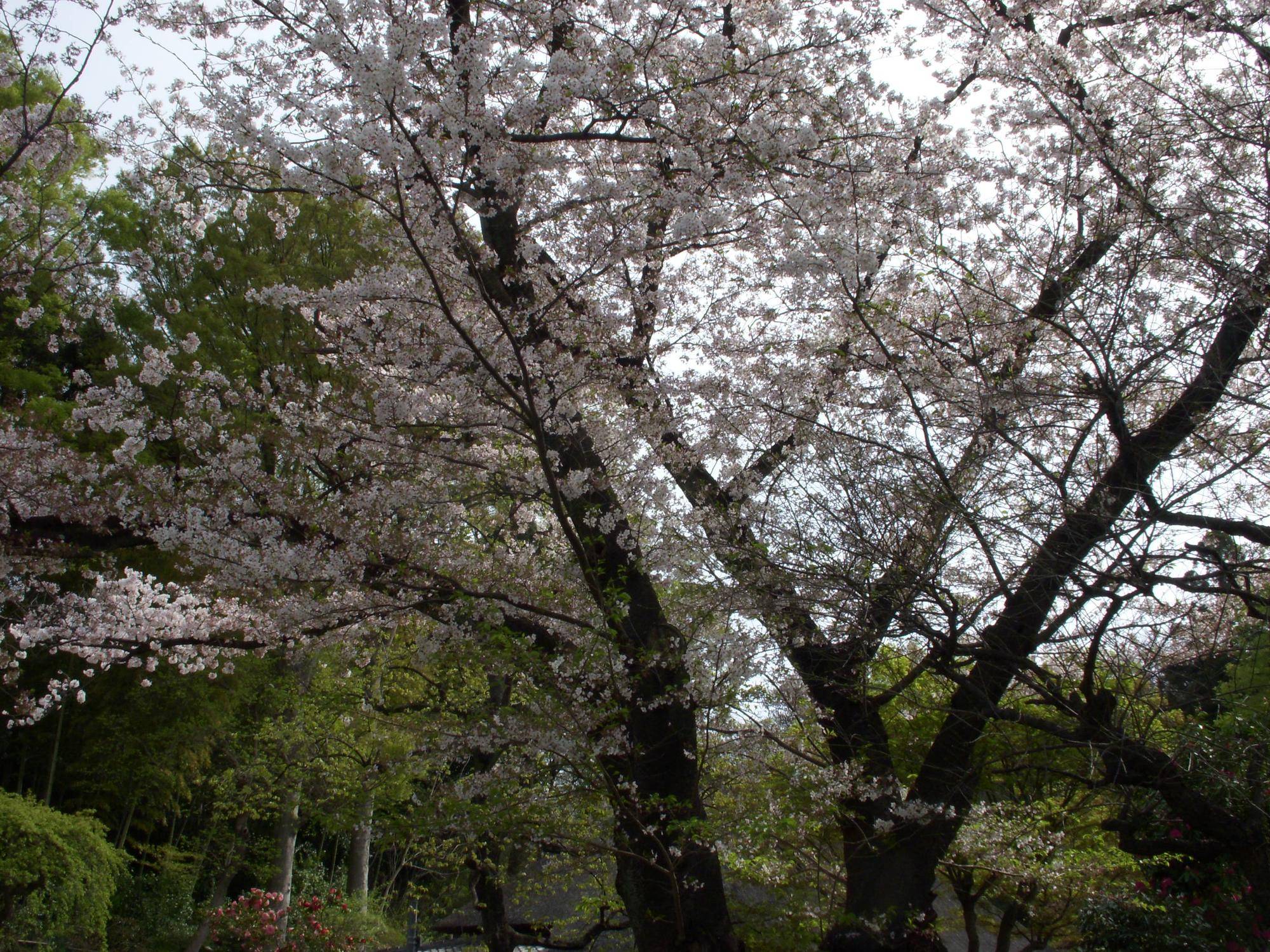 馬場花木園桜開花情報【2023年3月31日】の写真