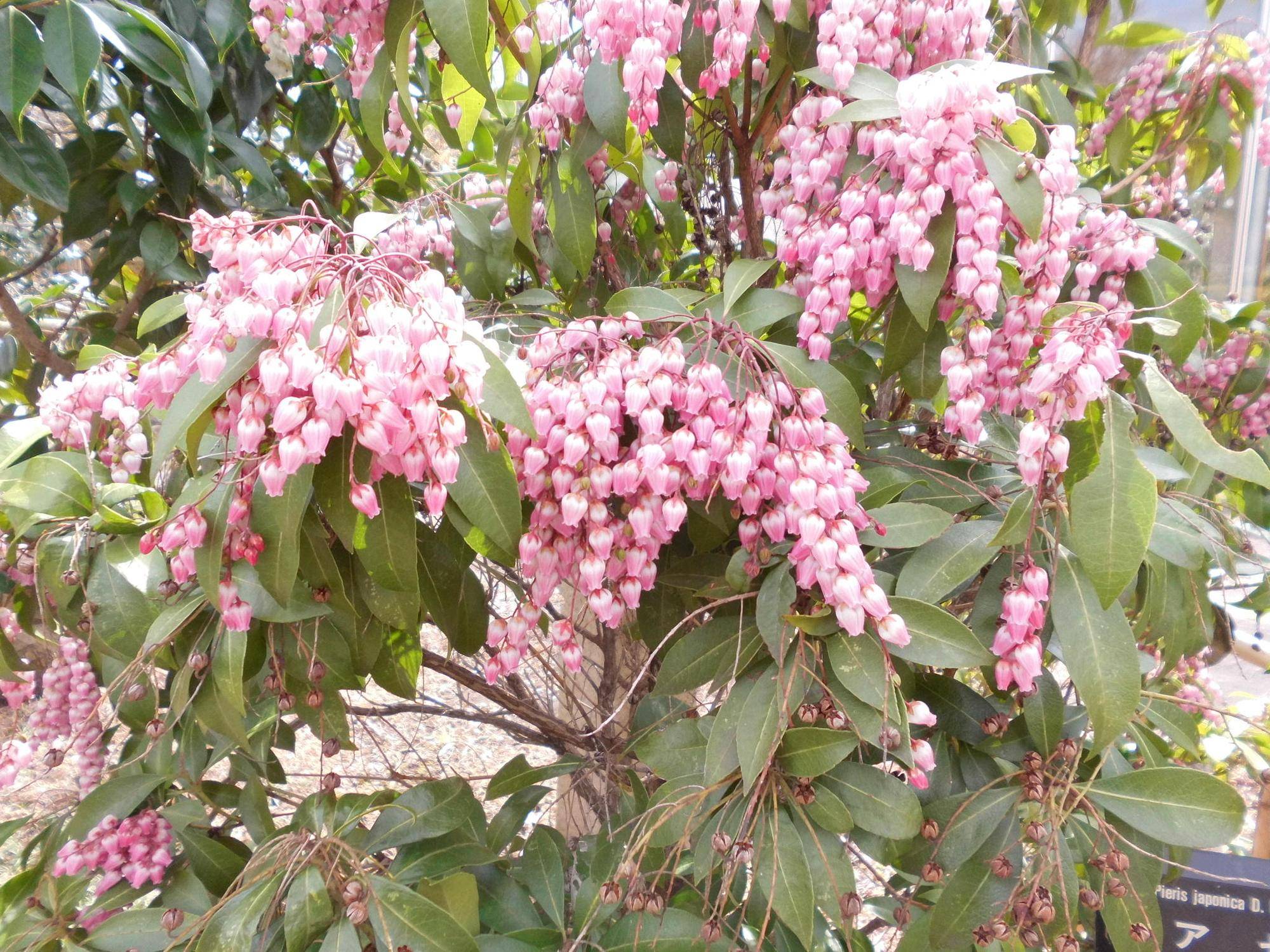 アセビ（馬酔木）の写真