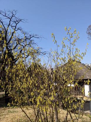 トサミズキが咲いています。