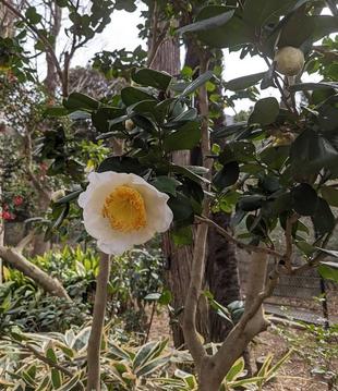 道路沿いのツバキが咲いています