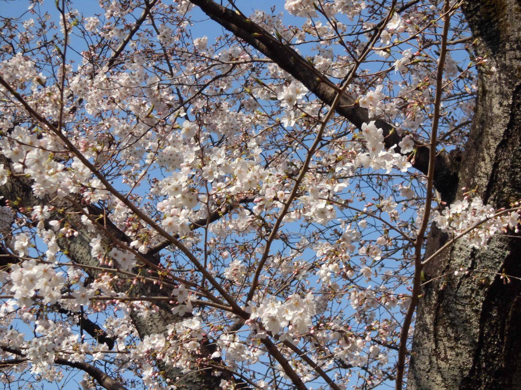サクラ開花情報【2023年3月22日】の写真
