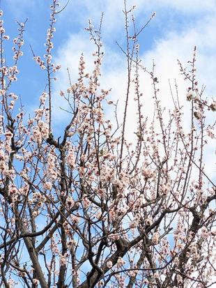 アンズの花が咲いています。