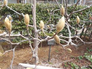 ハクモクレンの芽が大きくなってきました！