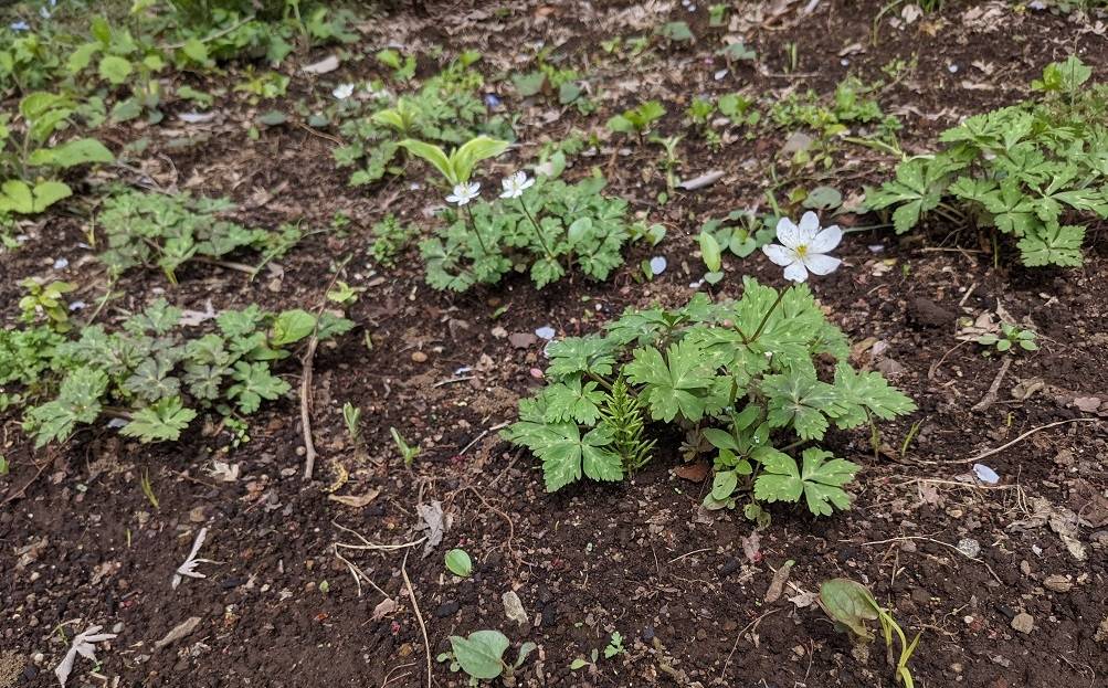 ニリンソウが咲いていますの写真