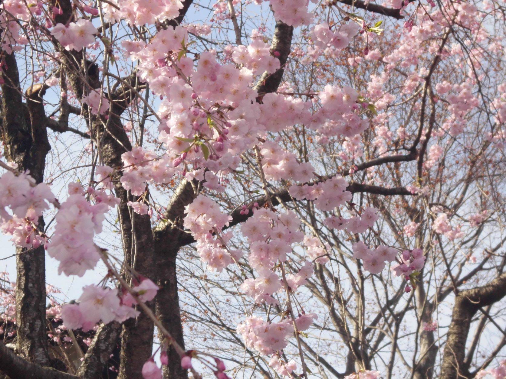 しだれ桜が満開です！の写真