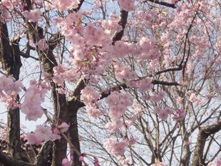 しだれ桜が満開です!