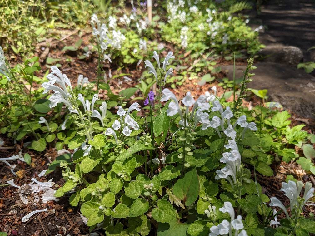 タツナミソウが咲いています。の写真