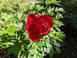 シャクヤクが咲いています