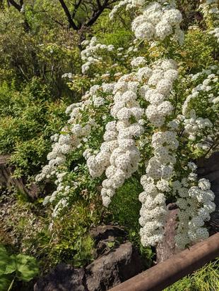 コデマリが咲いています。