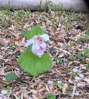 タイワンクマガイソウが咲いています