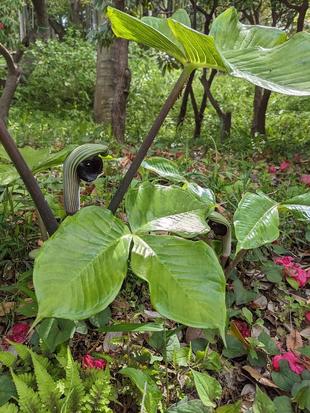 不思議な形の植物が見頃です。