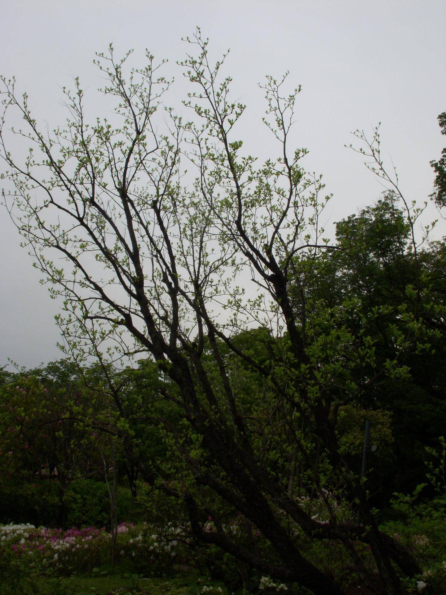 ナツメ（棗）の写真