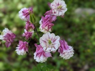 オダマキが咲いています