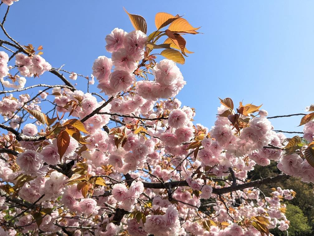 八重の桜が見頃ですの写真