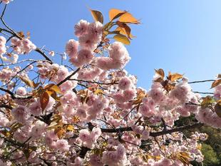 八重の桜が見頃です
