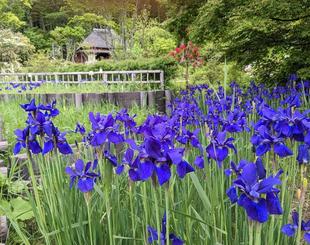 アヤメが咲いています。