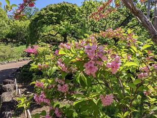 タニウツギが咲いています。