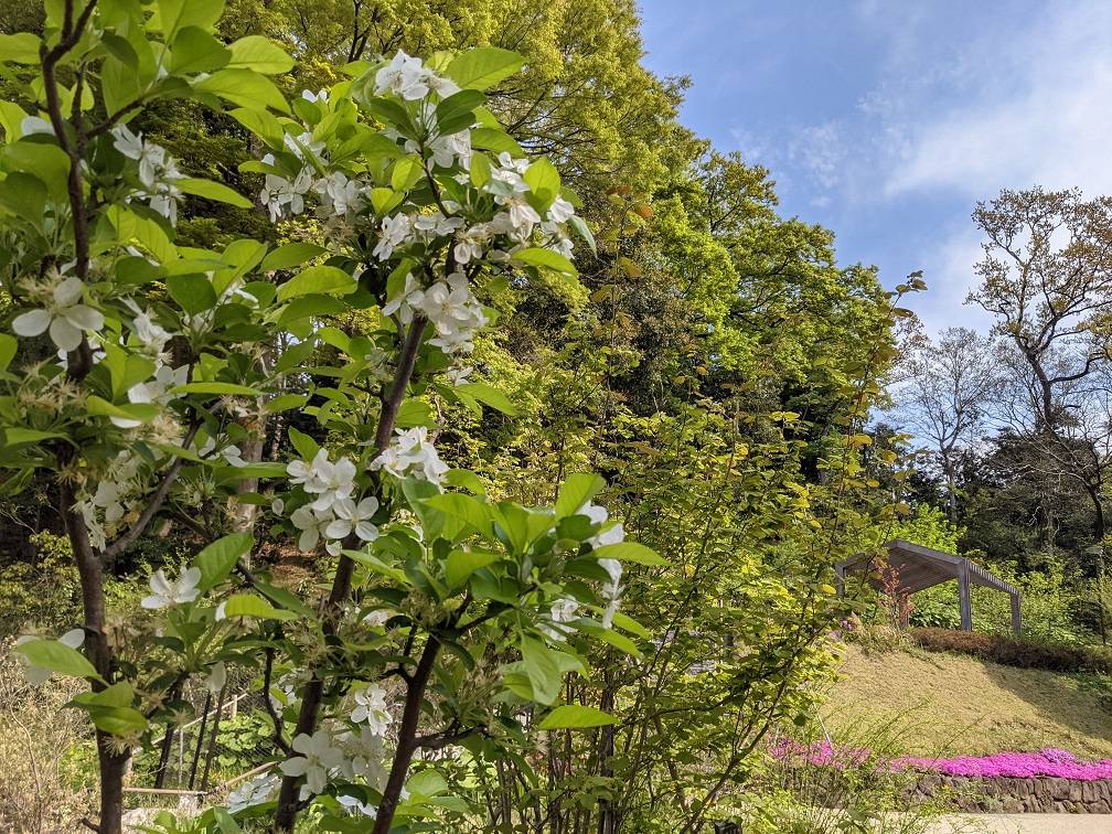 ヒメリンゴの花が咲いています。の写真