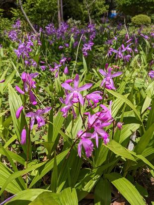 シランとヤエヤマブキがきれいです