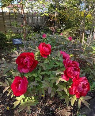 ボタンが咲いています。