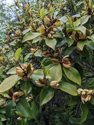 カラタネオガタマが咲いています