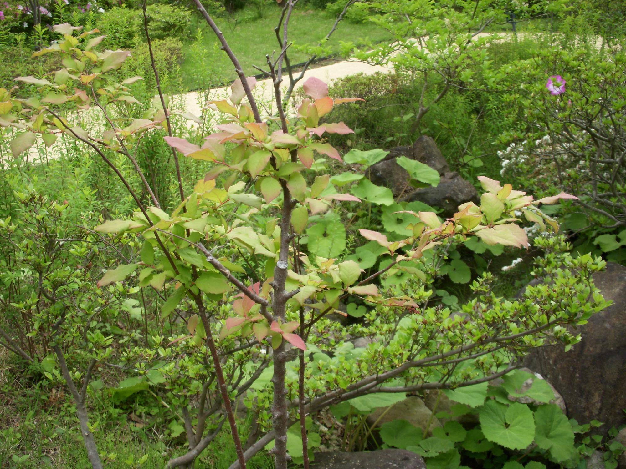 ナツハゼ(夏櫨)の写真