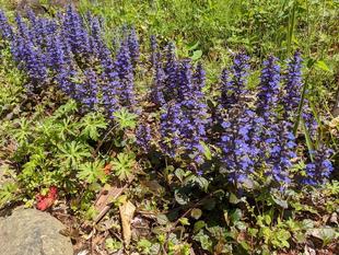 山野草エリアの風景です。