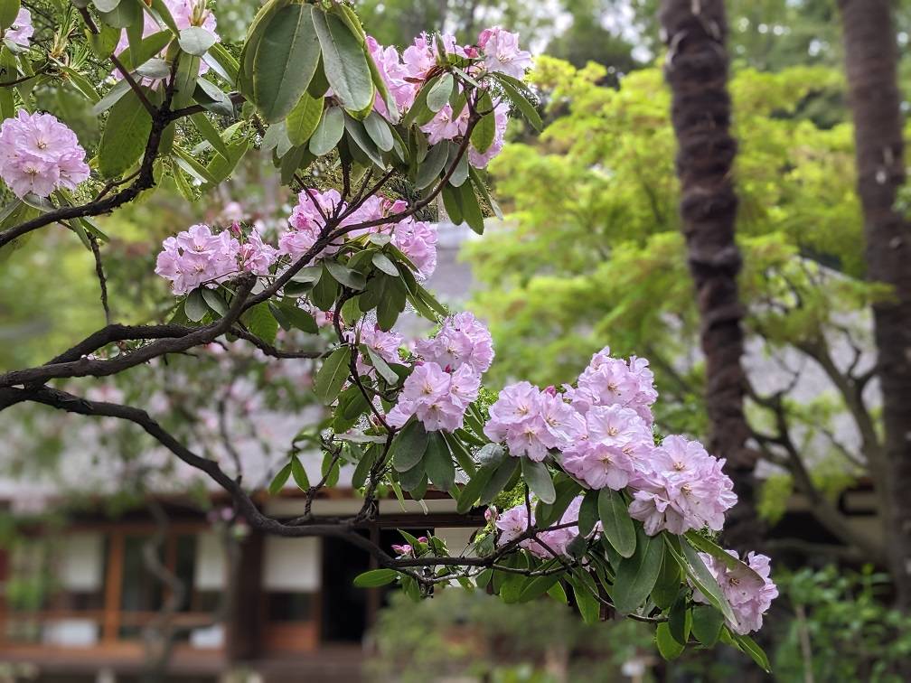 薄桃色のシャクナゲが咲いていますの写真