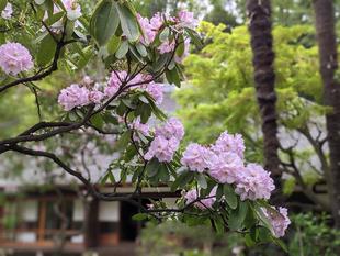 薄桃色のシャクナゲが咲いています