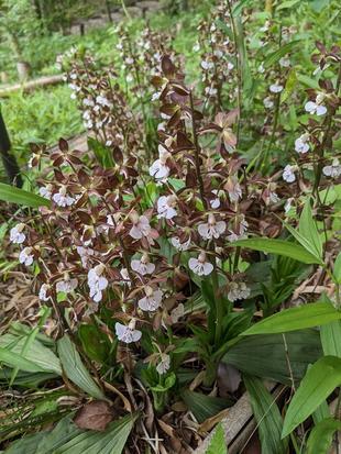 エビネの花が咲いています。
