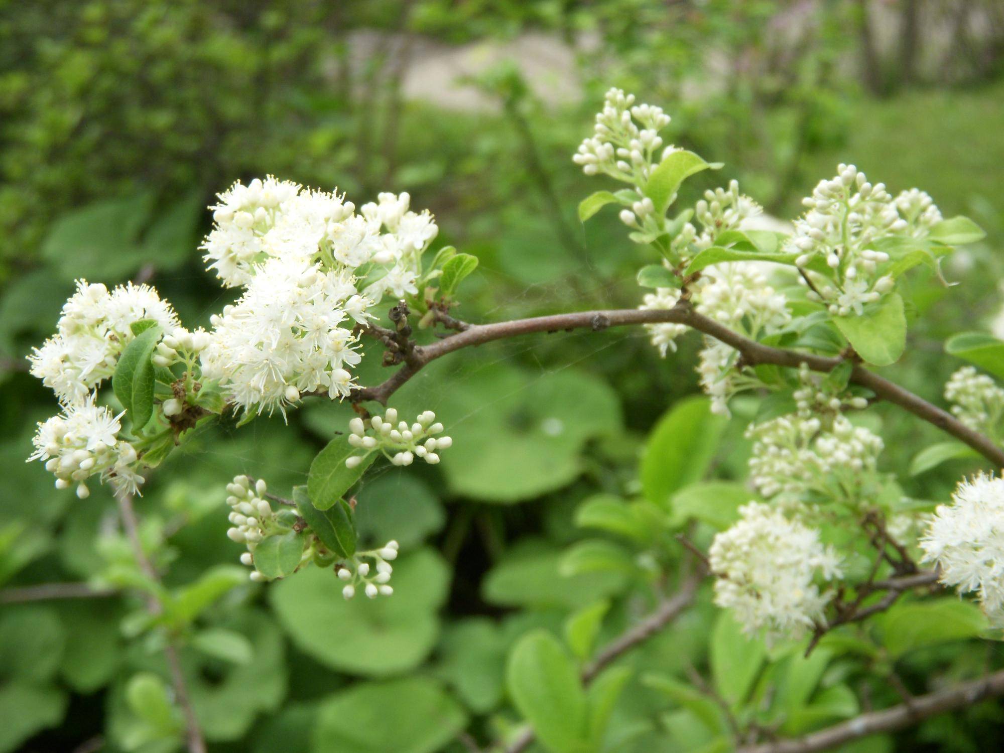 サワフタギ（沢蓋木）|二次元コード花木図鑑|馬場花木園公式