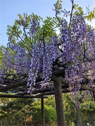 フジの花が咲いています。