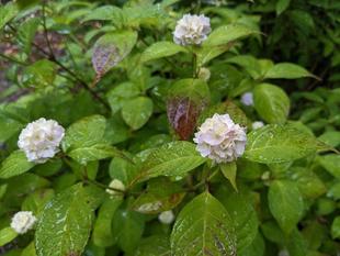 ヤマアジサイが咲き始めました