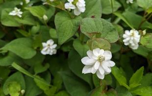 ヤエドクダミが咲いています