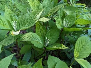 フタリシズカが咲いています