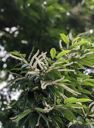 クリの花が咲いています