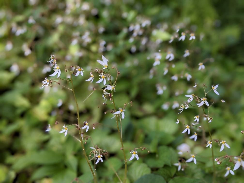 ユキノシタが咲いていますの写真