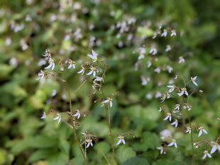 ユキノシタが咲いています