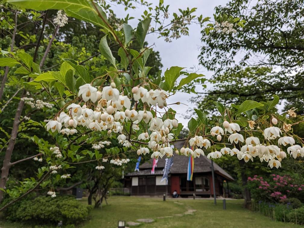 エゴノキの花が咲いていますの写真