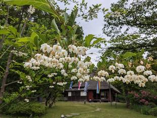 エゴノキの花が咲いています