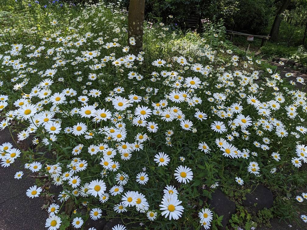 白いお花畑がきれいですの写真