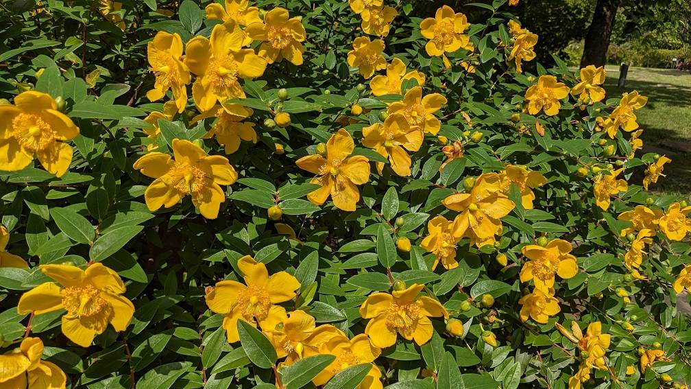 キンシバイの仲間の花々が咲いていますの写真