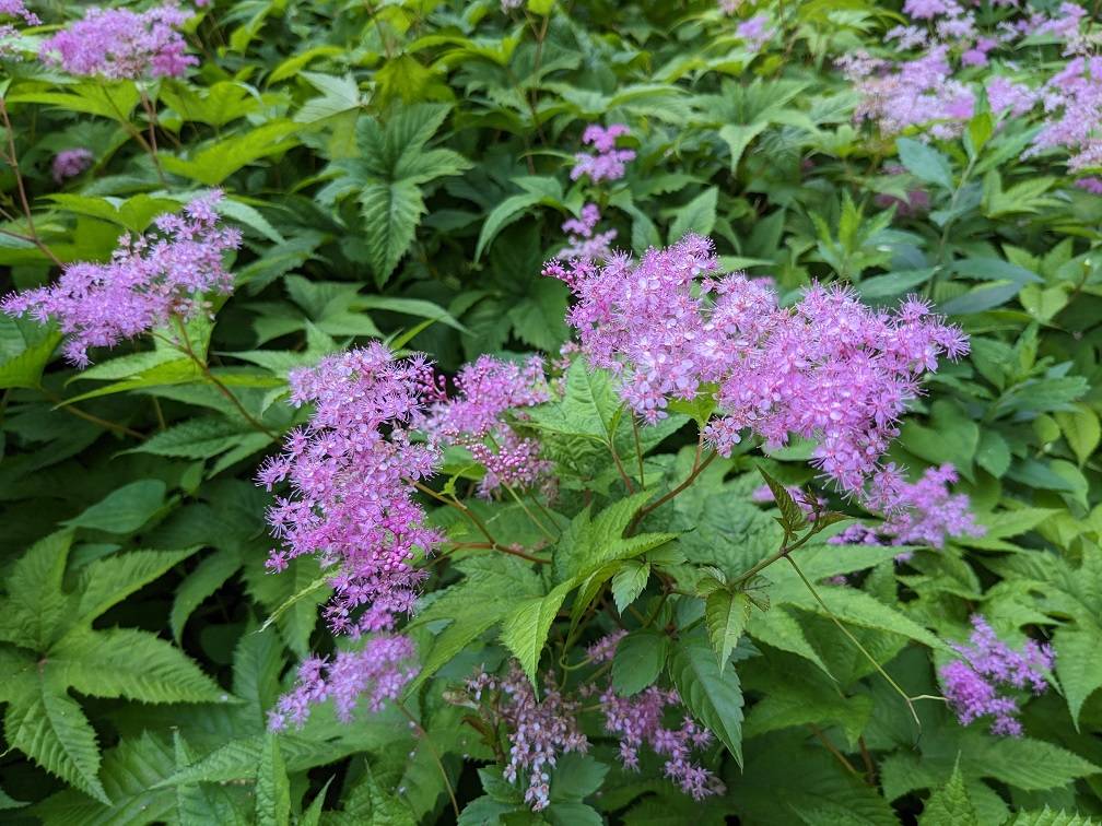 シモツケソウが咲いていますの写真