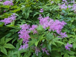 シモツケソウが咲いています