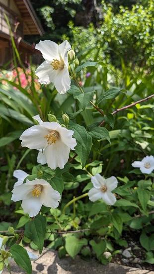 いろいろなウツギが咲きました