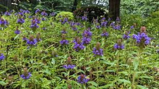 ウツボグサが咲いています