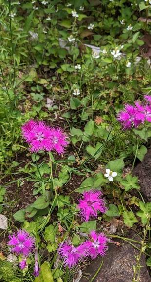 カワラナデシコが咲いています