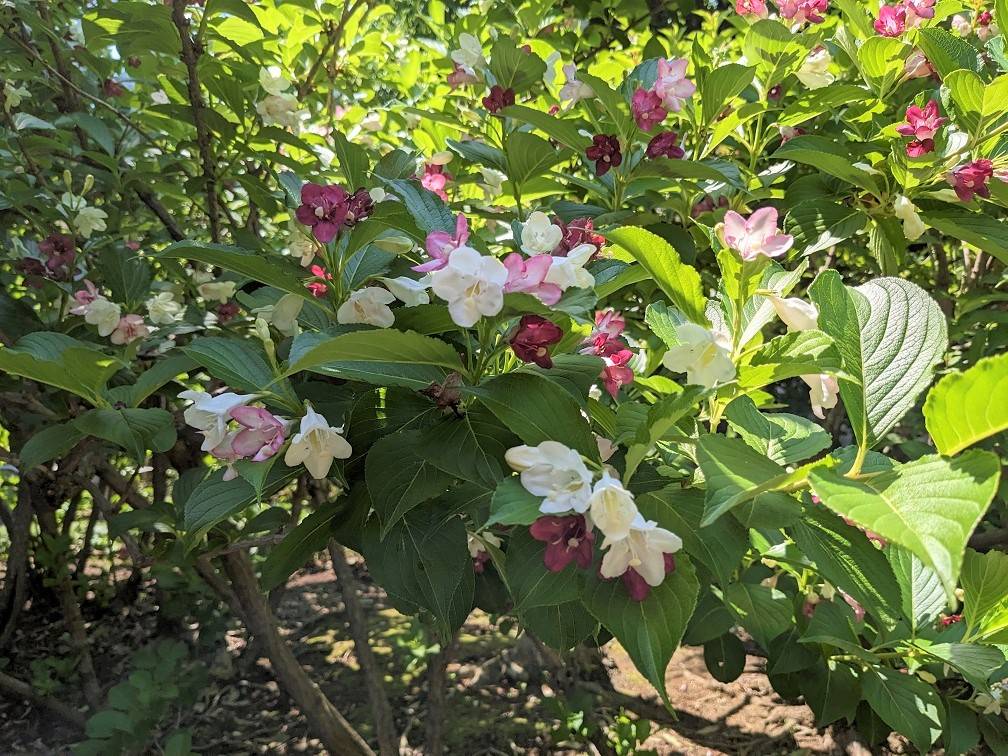 ハコネウツギが咲いていますの写真