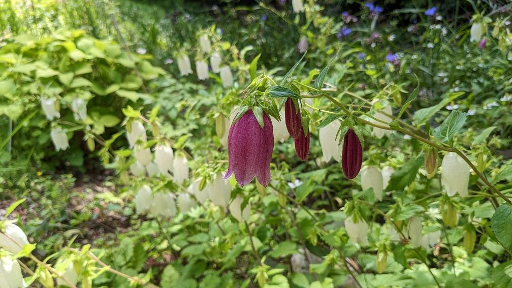 ホタルブクロが咲いていますの写真